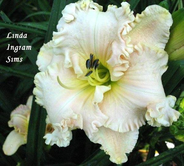 linda ingram sims